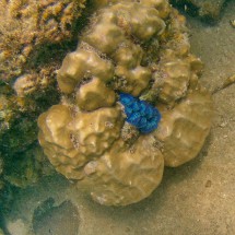 Dark blue clam